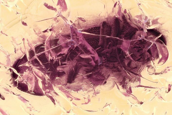 Detailed Fossil Beetle (Microbregma) in Baltic Amber #325406